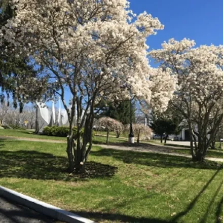 Flowering Trees Wellesley Hills